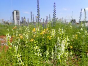 Dachbegrünung_Foto 2