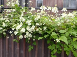 Dachbegrünung_Foto 3 A