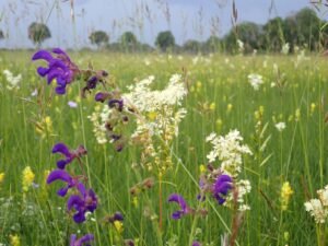 Startseite Foto 4_ Einsaaten anstelle von Rasenflächen